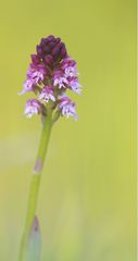 Neotinea ustulata ustulata