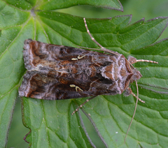 Autographa pseudogamma
