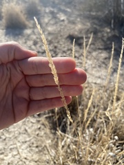 Tridens albescens