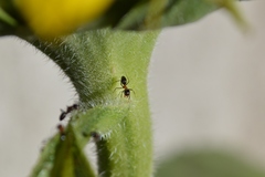 Formicidae
