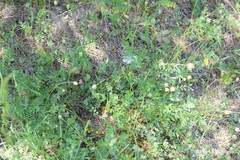 Sanguisorba verrucosa