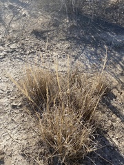 Tridens albescens