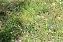 Sanguisorba verrucosa