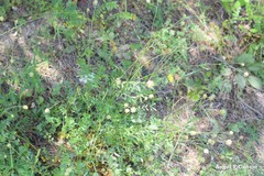 Sanguisorba verrucosa