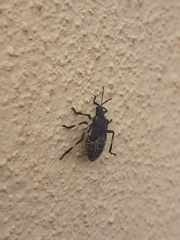 Halyomorpha halys