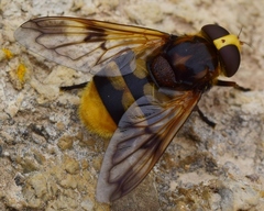 Volucella elegans
