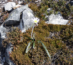 Celmisia asteliifolia