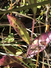 Buchnera floridana image