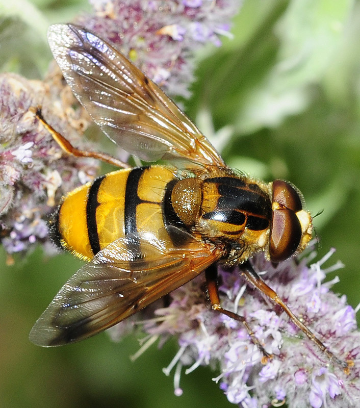 Lesser Hornet Hoverfly