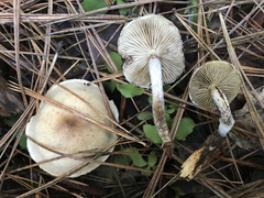 Pholiota decorata