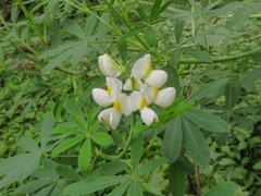 Lupinus mutabilis