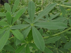Lupinus mutabilis