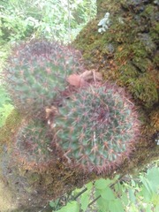 Mammillaria rhodantha fera-rubra