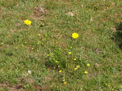 Coleostephus myconis