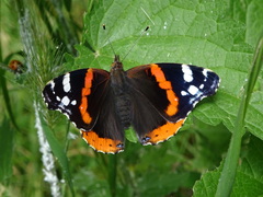 Vanessa atalanta