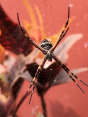 Argiope argentata