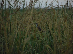Spartonoica maluroides