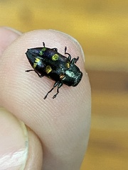 Chrysobothris chrysoela