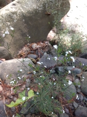 Stevia trifida