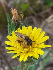 Halictus scabiosae