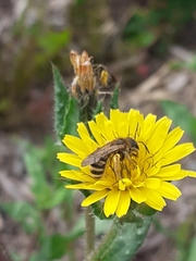 Halictus scabiosae