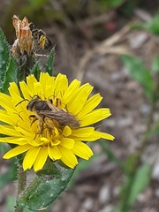 Halictus scabiosae