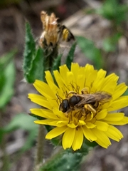 Halictus scabiosae