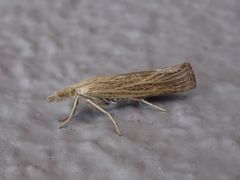 Pediasia luteella