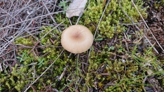 Clitocybe vibecina