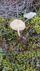 Clitocybe vibecina