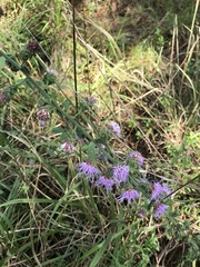 Liatris squarrulosa