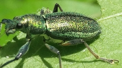 Naupactus auricinctus