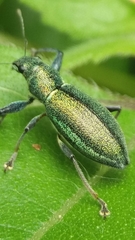 Naupactus auricinctus