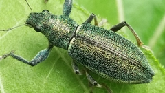 Naupactus auricinctus
