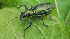 Naupactus auricinctus