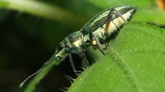 Naupactus auricinctus