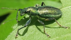 Naupactus auricinctus