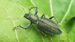 Naupactus auricinctus