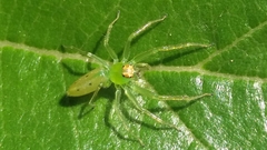 Lyssomanes pauper