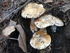 Glaucopodes