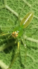 Lyssomanes pauper