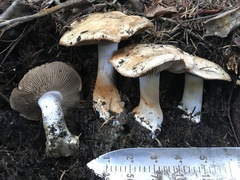Glaucopodes