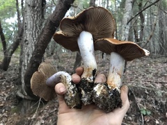 Glaucopodes