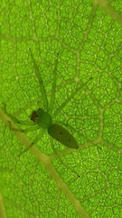 Lyssomanes pauper