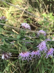 Liatris squarrulosa