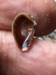 Anomalocardia cuneimeris