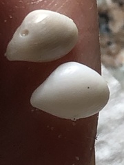 Caryocorbula swiftiana