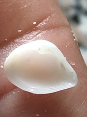 Caryocorbula swiftiana