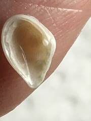 Caryocorbula swiftiana
