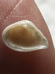 Caryocorbula swiftiana